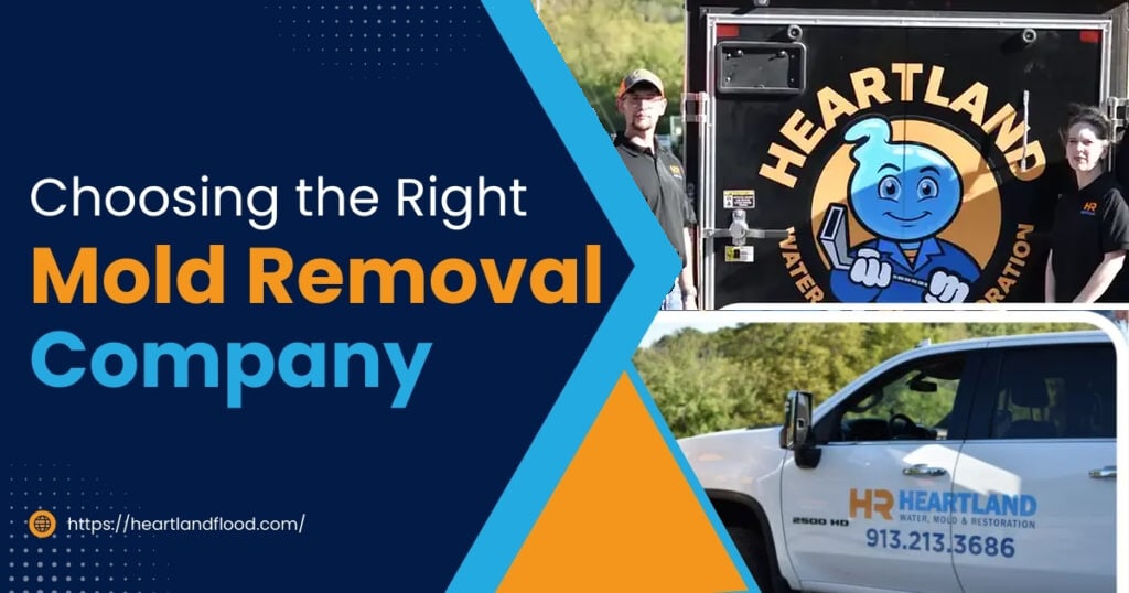 Choosing the right mold removal company