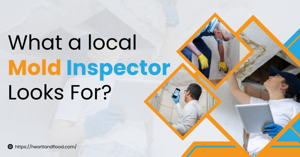 What a local mold inspector looks for